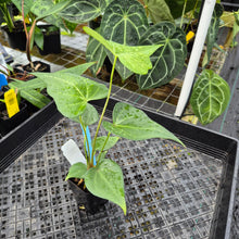 Load image into Gallery viewer, Anthurium Macrolobium, Exact Plant Ships Nationwide
