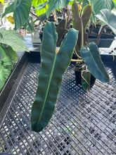 Load image into Gallery viewer, Philodendron Atabapoense Dark Form, Exact Plant Ships Nationwide
