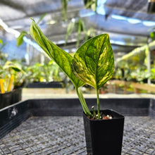 Load image into Gallery viewer, Monstera Peru &quot;Karstenianum&quot;, Exact Plant Variegated Ships Nationwide
