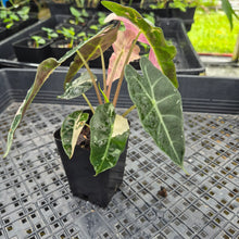 Load image into Gallery viewer, Alocasia polly pink variegated, Exact Plant Ships Nationwide.
