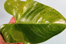 Load image into Gallery viewer, Variegated Anthurium Andraeanum White Heart Exact Plant Ships nationwide
