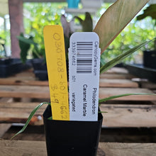 Load image into Gallery viewer, Philodendron Caramel Marble, Exact Plant Variegated Ships Nationwide
