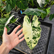 Load image into Gallery viewer, Alocasia Frydek, Exact Plant Variegated Ships Nationwide
