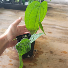 Load image into Gallery viewer, Anthurium Sp. Limon, Exact Plant Ships Nationwide
