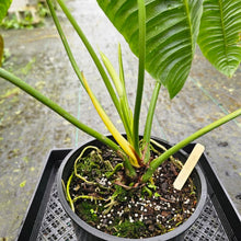 Load image into Gallery viewer, Anthurium Veitchii Narrow Form, Exact Plant XXL
