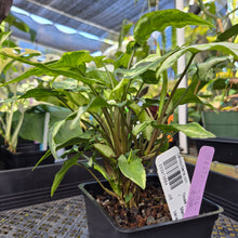 Load image into Gallery viewer, Syngonium Three Kings Magic Marble, Exact Plant Variegated Ships Nationwide
