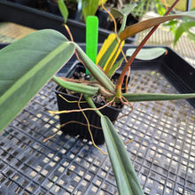 Load image into Gallery viewer, Philodendron Bicolor,Double plant. Exact Plant Ships Nationwide
