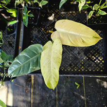 Load image into Gallery viewer, Philodendron Whipple Way, Exact Plant Variegated Ships Nationwide
