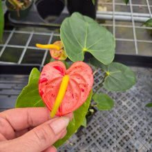 Load image into Gallery viewer, Anthurium Shibori Koi "orange speckled" exact plant, Fedex 2day*
