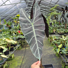 Load image into Gallery viewer, Alocasia Longiloba, Denudata exact plant, Fedex 2day*
