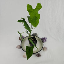 Load image into Gallery viewer, Anthurium Balaoanum &quot;Dussii&quot;, Exact Plant Ships Nationwide
