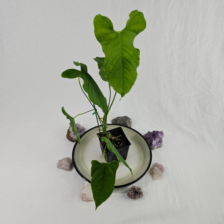 Anthurium Balaoanum 
