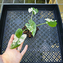 Load image into Gallery viewer, Alocasia Odora, Okinawa Silver, Exact Plant Variegated
