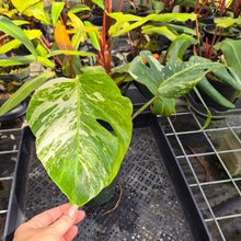 Load image into Gallery viewer, Monstera Borsigiana Albo Deliciosa, Exact Plant Variegated Ships Nationwide
