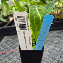 Load image into Gallery viewer, Anthurium Warocqueanum, Queen, Exact Plant Ships Nationwide
