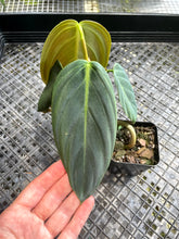Load image into Gallery viewer, Philodendron Gigas, Exact Plant Ships Nationwide
