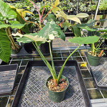 Load image into Gallery viewer, Alocasia Odora, Okinawa Silver Variegated exact plant, Fedex 2day*
