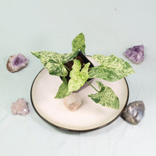 Load image into Gallery viewer, Variegated Syngonium Podophyllum Mottled Mojito Shipped Nationwide
