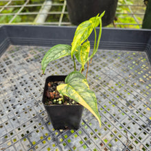 Load image into Gallery viewer, Monstera Siltepecana, Exact Plant Variegated Ships Nationwide
