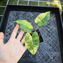 Load image into Gallery viewer, Alocasia Gageana Aurea, Exact Plant Variegated
