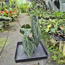 Load image into Gallery viewer, Anthurium NoID exact plant, Fedex 2day
