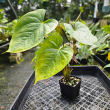 Load image into Gallery viewer, Anthurium Red Beauty, Exact Plant Multi top plant
