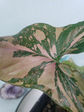 Load image into Gallery viewer, Pink Splash, exact plant, variegated Alocasia, ships nationwide
