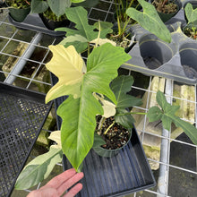 Load image into Gallery viewer, Philodendron Golden Dragon Variegated exact plant, Fedex 2day*
