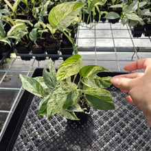 Load image into Gallery viewer, Epipremnum Pinnatum Marble Variegated exact plant, Fedex 2day*
