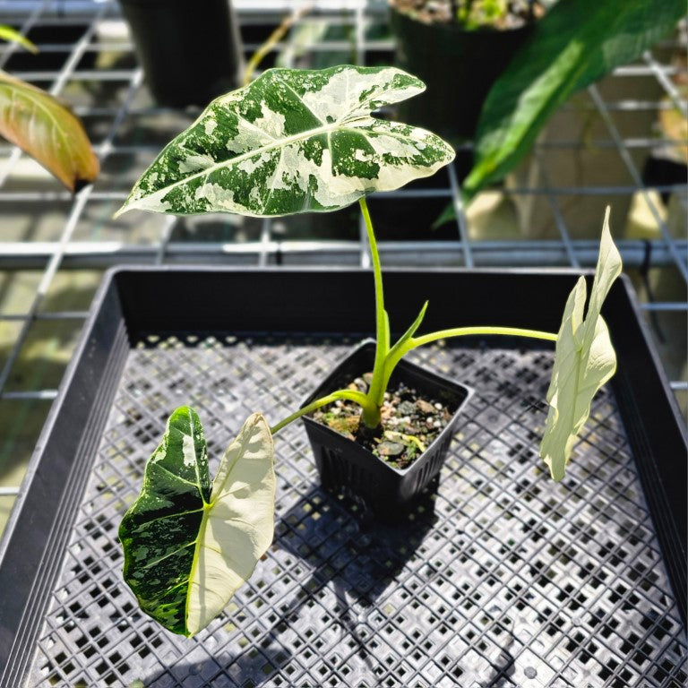 Alocasia Frydek, Exact Plant Variegated