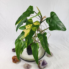 Load image into Gallery viewer, Philodendron Domesticum, Exact Plant Variegated
