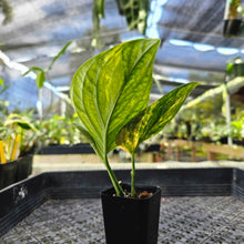 Load image into Gallery viewer, Monstera Peru &quot;Karstenianum&quot;, Exact Plant Variegated Ships Nationwide

