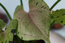 Load image into Gallery viewer, Variegated Syngonium Green Splash Exact Plant Ships nationwide
