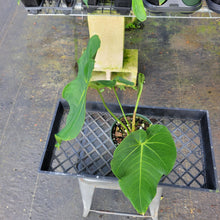 Load image into Gallery viewer, Anthurium Angamarcanum , Exact Plant Ships Nationwide
