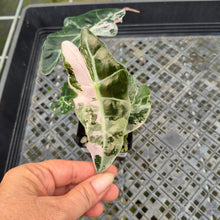 Load image into Gallery viewer, Alocasia Polly Snowflake Pink variegated exact plant, Fedex 2day*

