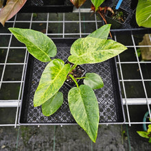 Load image into Gallery viewer, Philodendron Giganteum, Exact Plant Variegated
