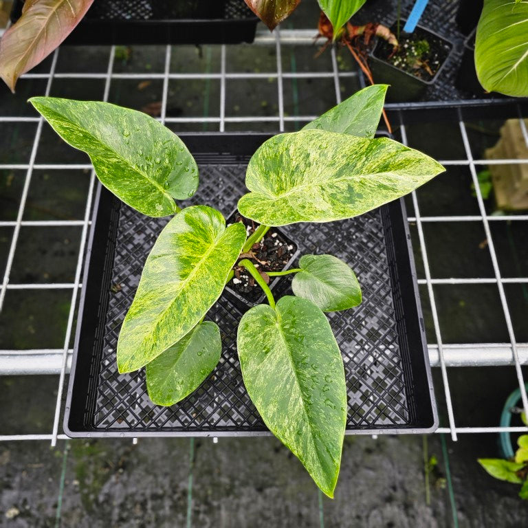 Philodendron Giganteum, Exact Plant Variegated