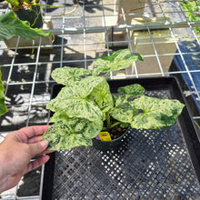 Load image into Gallery viewer, Syngonium Mojito, Exact Plant Variegated Ships Nationwide
