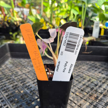 Load image into Gallery viewer, Alocasia polly pink variegated, Exact Plant Ships Nationwide.

