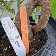 Load image into Gallery viewer, Pachira Aquatica Money Tree Variegated exact plant, Fedex 2day*
