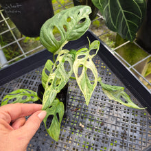 Load image into Gallery viewer, Monstera Adansonii Mint "Indonesia", Exact Plant Variegated Ships Nationwide
