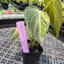 Load image into Gallery viewer, Philodendron Melanochrysum Variegated exact plant, Fedex 2day*
