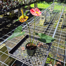 Load image into Gallery viewer, Anthurium Shibori, Exact Plant Variegated
