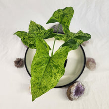 Load image into Gallery viewer, Syngonium Mojito, Exact Plant Variegated Ships Nationwide
