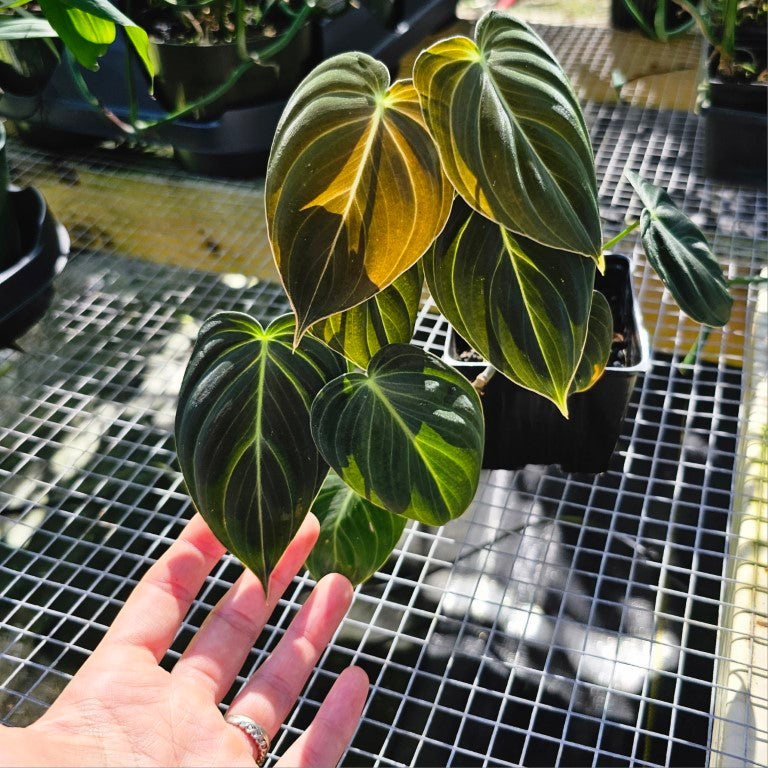 Philodendron Melanochrysum, Exact Plant Ships Nationwide