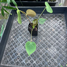 Load image into Gallery viewer, Anthurium Red Beauty, Exact Plant Ships Nationwide
