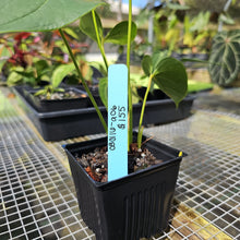 Load image into Gallery viewer, Anthurium Shibori, Exact Plant Variegated
