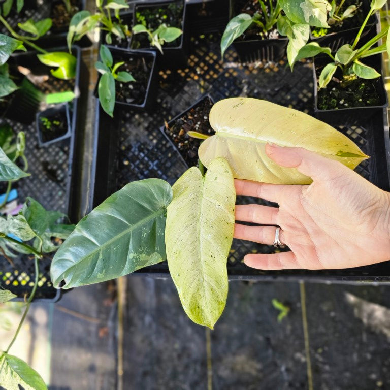 Philodendron Whipple Way, Exact Plant Variegated Ships Nationwide
