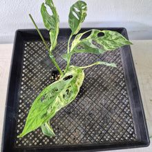 Load image into Gallery viewer, Monstera Adansonii Mint "Indonesia" Variegated exact plant, Fedex 2day*
