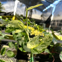 Load image into Gallery viewer, Epipremnum Pinnatum Marble, Exact Plant Variegated Ships Nationwide
